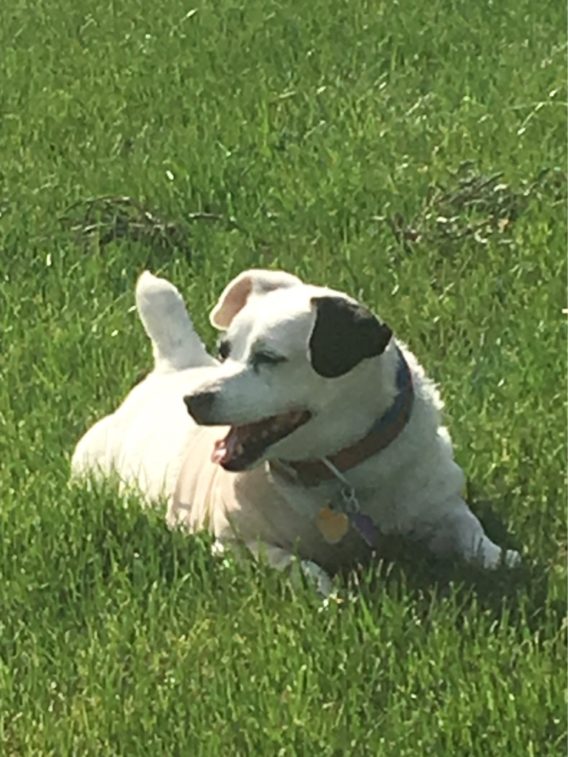 Paxton with green grass